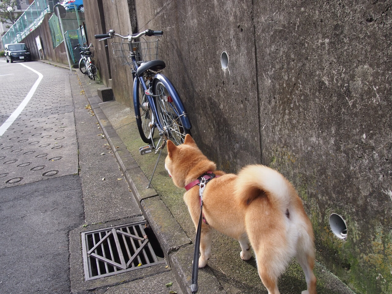 kering.com-_虚拟赛车模拟：沉浸式极速体验_，虚拟赛车动画片