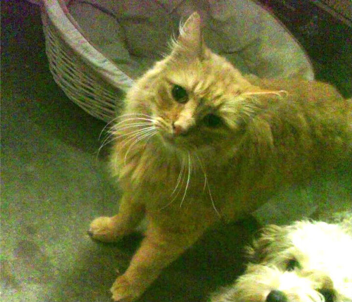 开云体育在线赛事直播-“法甲焦点比赛：豪门对决点燃赛场激情”，法甲豪强