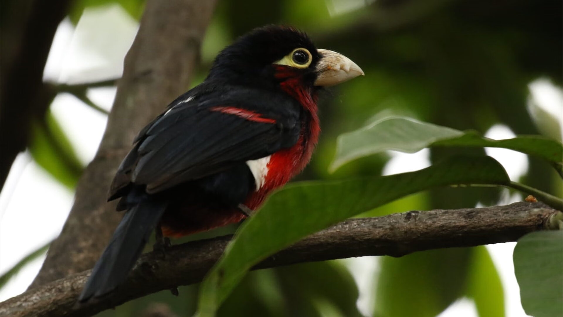 开云体育官网下载安装-墨西哥战胜加拿大，冬奥足球荣登领奖台，墨西哥男足奥运